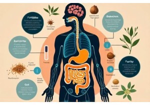 Chinese Medicine Obesity Research Links Gut Microbiota Modulation to Herbal Therapy