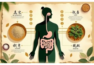Chinese Herbs for Weight Loss That Improve Gut Microbiome Balance