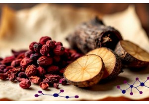 Natural Appetite Suppressants TCM With Schisandra and Rehmannia