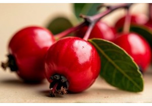 Hawthorn Berries as Chinese Herbs for Weight Loss in Modern Diets
