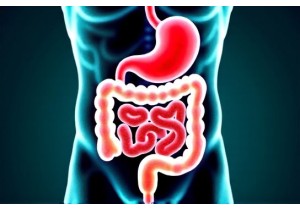 Chinese Medicine Obesity Research Links Gut Microbiota to Herbal Treatment Response