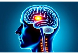 Acupuncture Weight Loss Studies Use fMRI to Map Brain Rew...