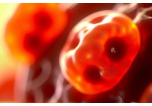 Chinese Medicine Obesity Research Uncovers Role of Autophagy in TCM Mediated Fat Loss