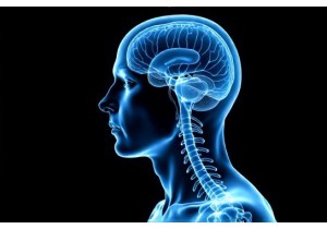 Ear Acupuncture Weight Loss Improves Leptin Sensitivity in Obese Adults