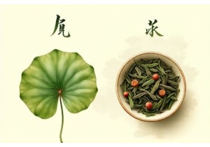 Chinese Herbs for Weight Loss: Lotus Leaf vs Green Tea