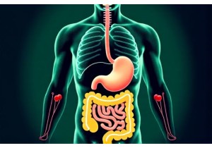 Chinese Medicine Obesity Research Links Gut Microbiota to...