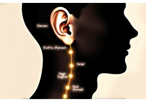 Ear Acupuncture Weight Loss Mechanisms and Evidence